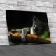 Baby Koala Canvas Print Large Picture Wall Art