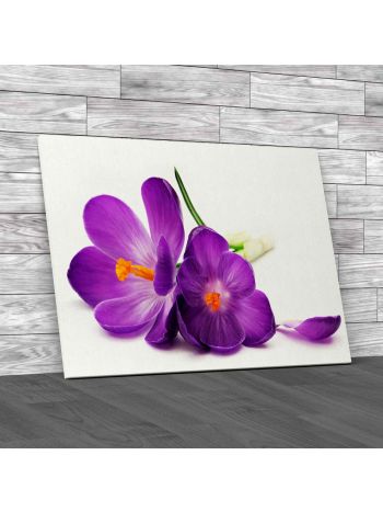 Floral Flowers Crocus Canvas Print Large Picture Wall Art