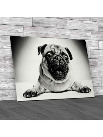 Gorgeous Pug Dog Photo Canvas Print Large Picture Wall Art