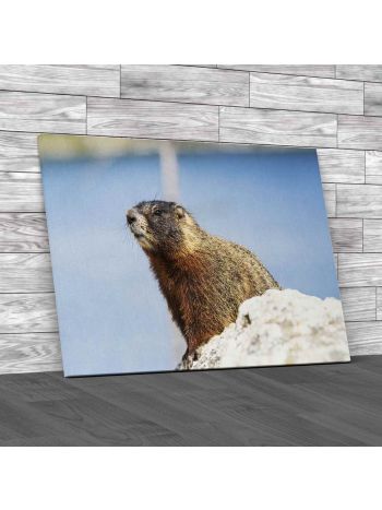 Yellow Bellied Marmot Canvas Print Large Picture Wall Art