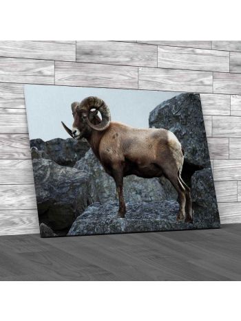 Male Bighorn Sheep Canvas Print Large Picture Wall Art