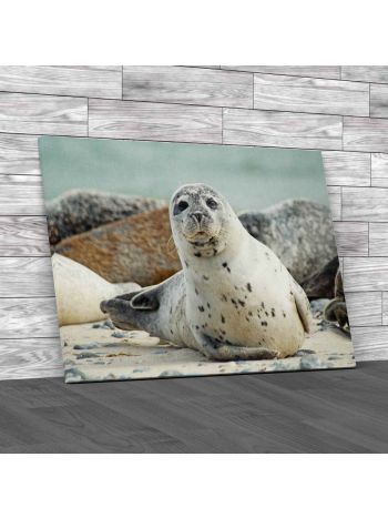 Looking Seal Canvas Print Large Picture Wall Art