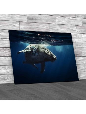 Queen Whale Canvas Print Large Picture Wall Art