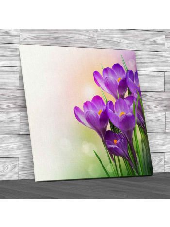 Crocus Field Flowers  Square Canvas Print Large Picture Wall Art